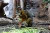 ueno_zoo_3910_mini.jpg