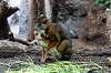 ueno_zoo_3911_mini.jpg