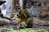 ueno_zoo_3912_mini.jpg