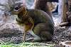 ueno_zoo_3913_mini.jpg
