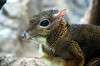 ueno_zoo_3914_mini.jpg
