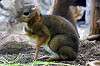 ueno_zoo_3915_mini.jpg