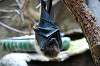 ueno_zoo_3917_mini.jpg