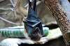 ueno_zoo_3920_mini.jpg