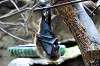 ueno_zoo_3926_mini.jpg