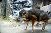 ueno_zoo_3935_mini.jpg