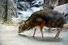 ueno_zoo_3936_mini.jpg