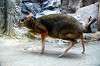 ueno_zoo_3939_mini.jpg