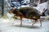 ueno_zoo_3940_mini.jpg