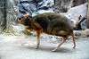 ueno_zoo_3943_mini.jpg