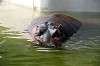 ueno_zoo_3944_mini.jpg