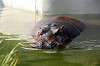 ueno_zoo_3946_mini.jpg