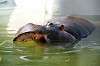 ueno_zoo_3958_mini.jpg