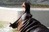 ueno_zoo_3988_mini.jpg