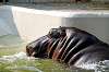 ueno_zoo_3990_mini.jpg