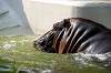 ueno_zoo_3991_mini.jpg