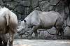 ueno_zoo_3995_mini.jpg
