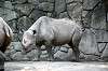 ueno_zoo_3996_mini.jpg