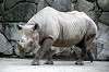 ueno_zoo_3998_mini.jpg