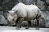 ueno_zoo_3999_mini.jpg