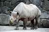 ueno_zoo_4000_mini.jpg