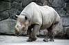 ueno_zoo_4001_mini.jpg
