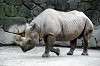 ueno_zoo_4003_mini.jpg