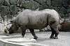 ueno_zoo_4006_mini.jpg