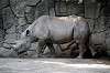 ueno_zoo_4007_mini.jpg