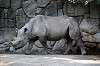 ueno_zoo_4009_mini.jpg