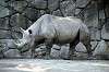 ueno_zoo_4011_mini.jpg