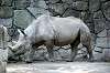 ueno_zoo_4013_mini.jpg