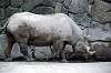 ueno_zoo_4014_mini.jpg