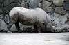 ueno_zoo_4015_mini.jpg