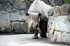 ueno_zoo_4016_mini.jpg