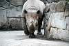 ueno_zoo_4017_mini.jpg