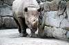 ueno_zoo_4018_mini.jpg