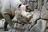 ueno_zoo_4019_mini.jpg