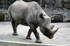 ueno_zoo_4021_mini.jpg