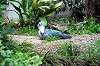 ueno_zoo_4022_mini.jpg