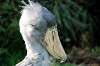 ueno_zoo_4023_mini.jpg