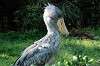 ueno_zoo_4024_mini.jpg