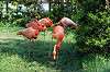 ueno_zoo_4025_mini.jpg