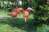 ueno_zoo_4026_mini.jpg