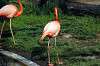 ueno_zoo_4028_mini.jpg