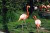ueno_zoo_4029_mini.jpg