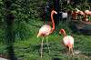 ueno_zoo_4030_mini.jpg