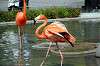 ueno_zoo_4035_mini.jpg