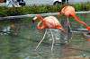 ueno_zoo_4038_mini.jpg