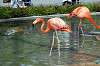 ueno_zoo_4039_mini.jpg